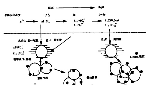 圖2  三氯化鋁絮凝過程示意圖